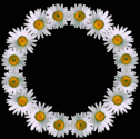 daisy circle