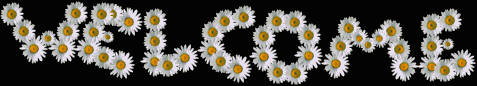 daisy welcome