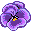 pansy